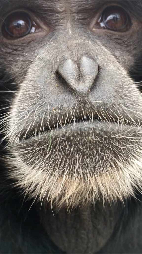 10 Concurso de fotografía de fauna gibon de siamang