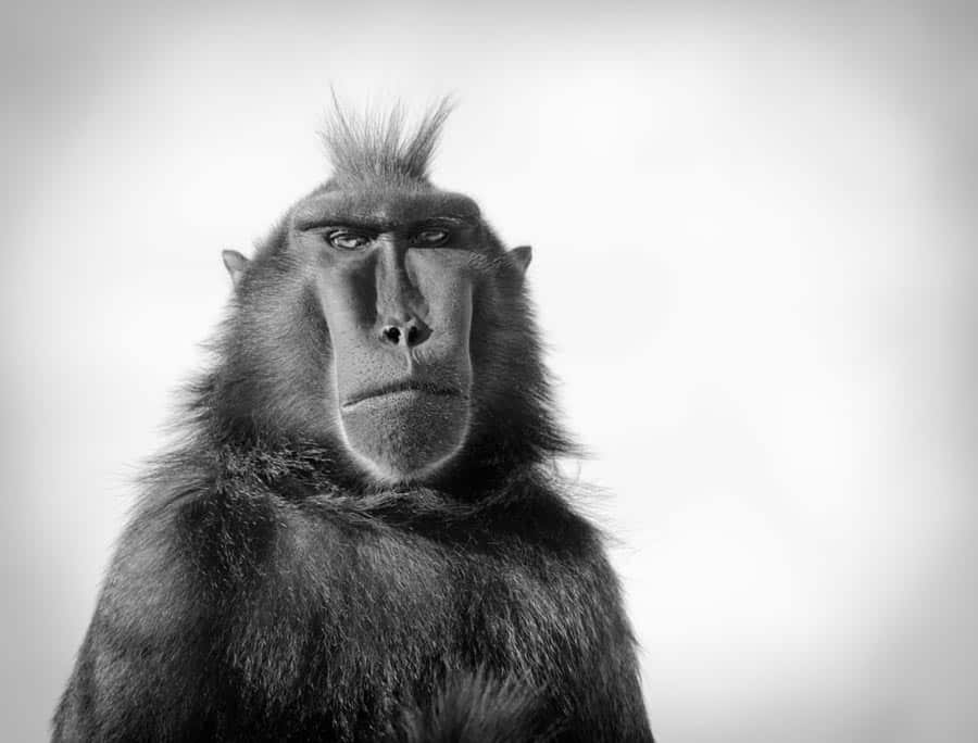 2 Concurso de fotografía de fauna macaco negro crestado