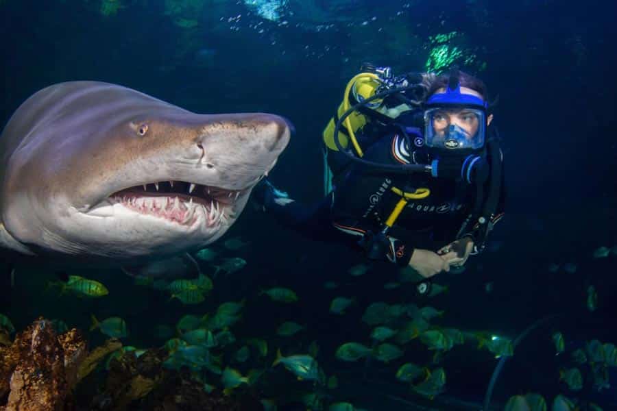 4 Concurso de fotografía de fauna tiburon tigre de arena