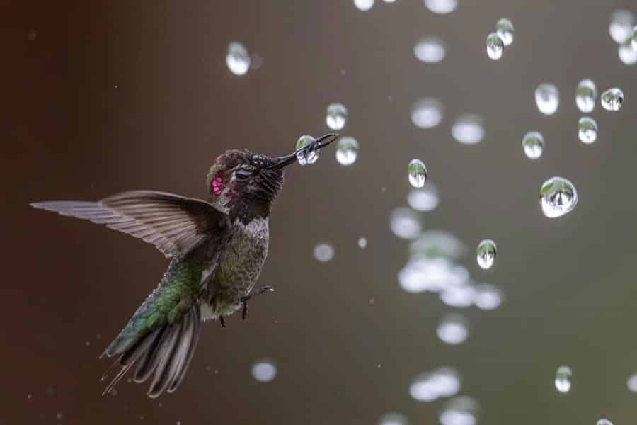 Audubon Concurso Fotografía de Aves Colibrí de Ana