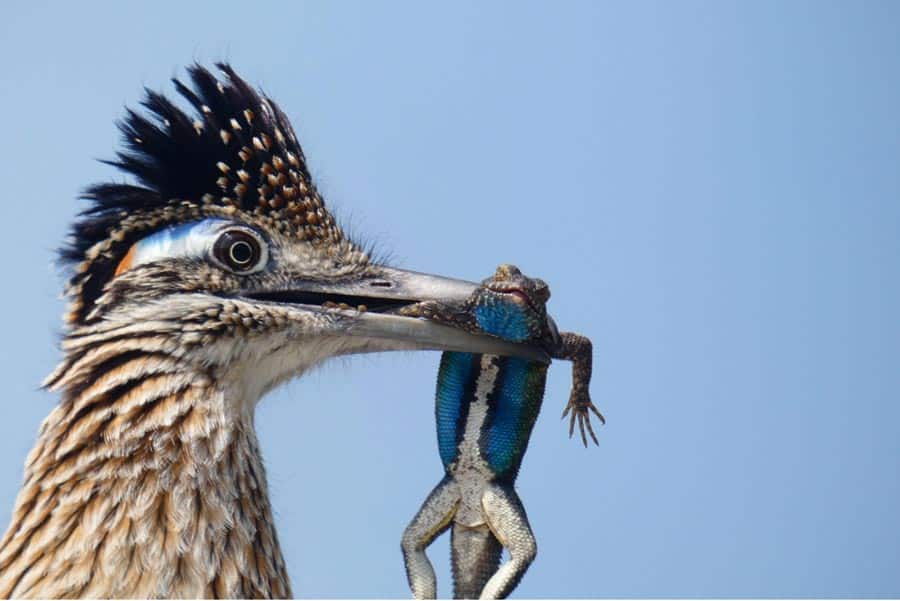 Audubon Concurso Fotografía de Aves Correcaminos