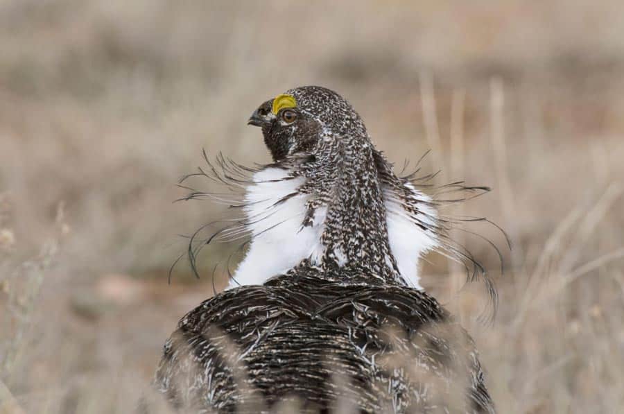 Audubon Concurso Fotografía de Aves Gallo de Salvia
