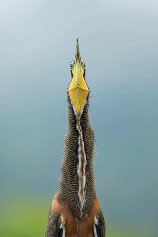 Audubon Concurso Fotografía de Aves Garza Tigre