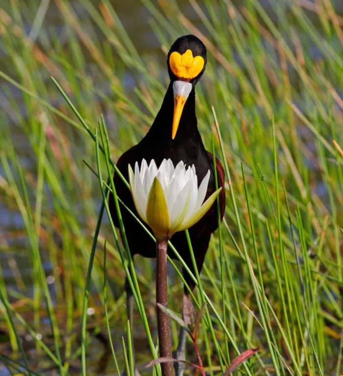 Audubon Concurso Fotografía de Aves Jacana