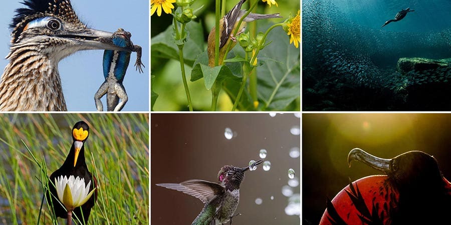 Concursos de Fotografía de Aves