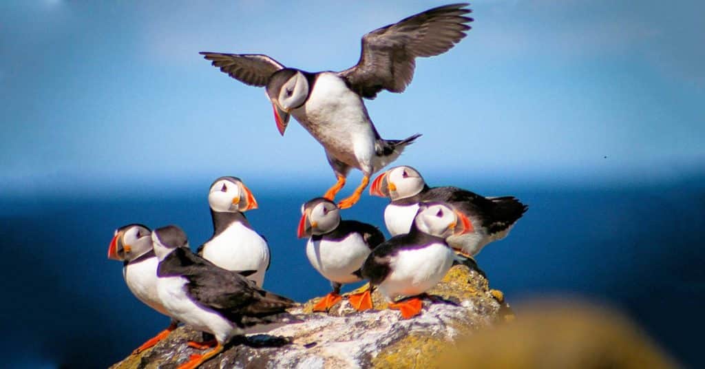 Mejor equipo para fotografia de aves