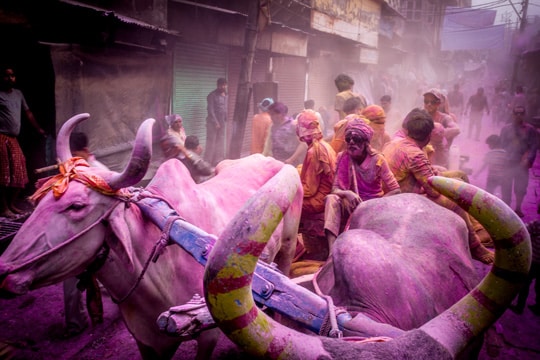 Tour Fotografico grupal a India con Nacho Marlats Holi Festival Mathura polvo de colores Los Fotonautas
