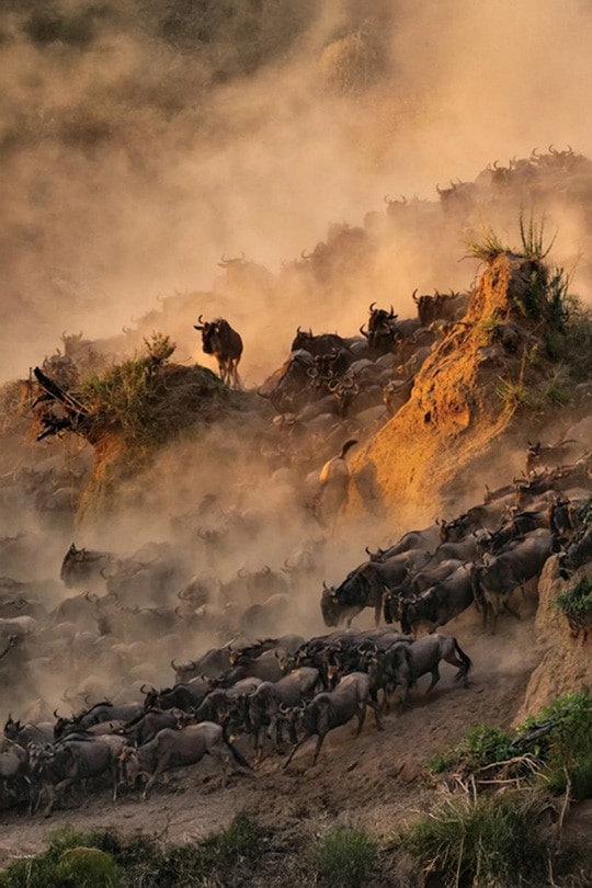 Viaje Fotográfico Kenia y Tanzania Gran Migración