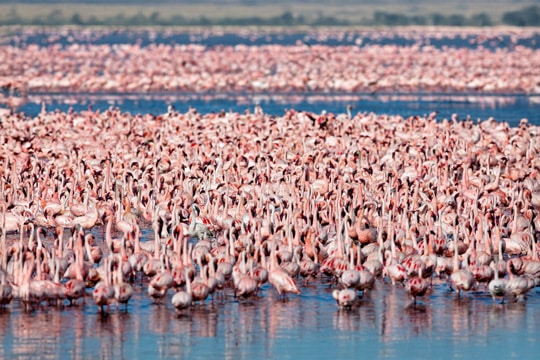 Flamencos en el Área de Conservación de Ngorongoro