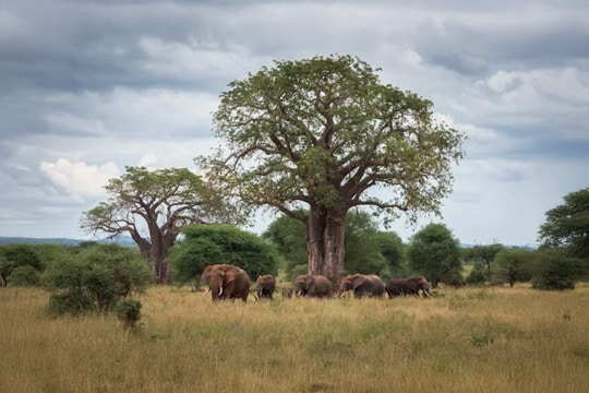 Viaje Fotográfico Kenia y Tanzania con Nacho Marlats al Parque Tarangire